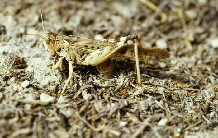 El Gobierno de Aragón presenta una iniciativa pionera en España para combatir la plaga de langosta