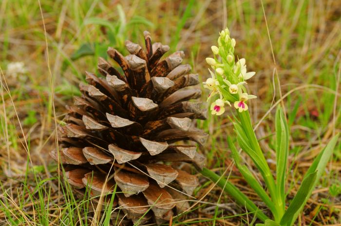 El Gobierno de Aragón realiza un seguimiento ecológico de 12 orquídeas bioindicadoras de la calidad de los hábitats naturales.