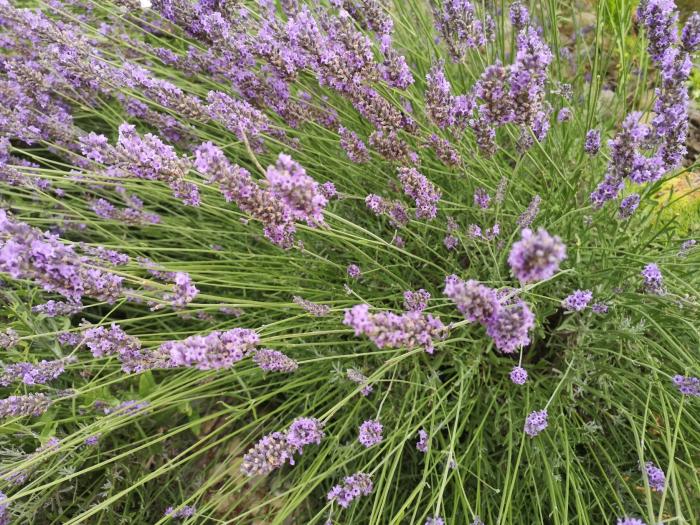 El curso aborda múltiples aspectos sobre las plantas aromáticas y medicinales.