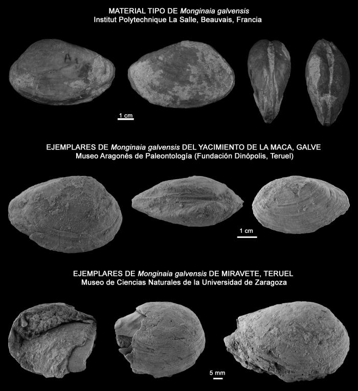 Holotipo de Monginaia galvensis y ejemplares del yacimiento de La Maca, Galve y de Miravete de la Sierra (Teruel).