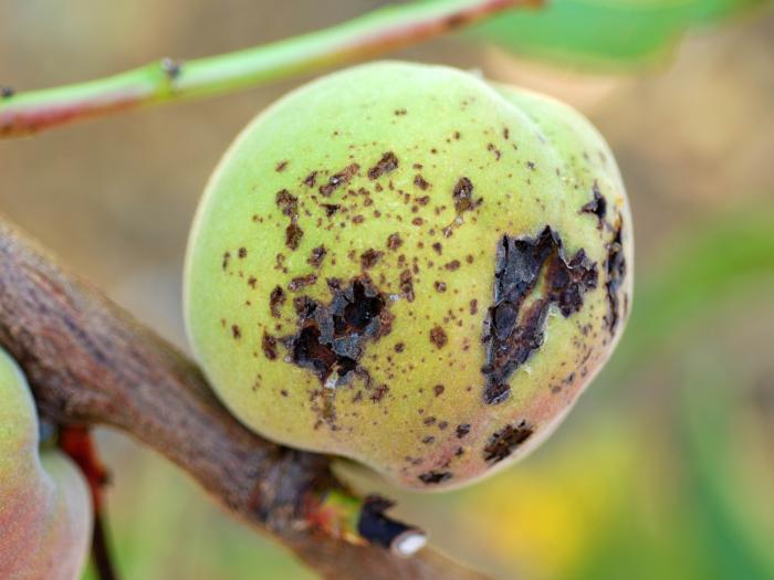 Otro de los proyectos estudia los ‘Xanthomonas’ causantes de enfermedades de cultivos herbáceos y leñosos