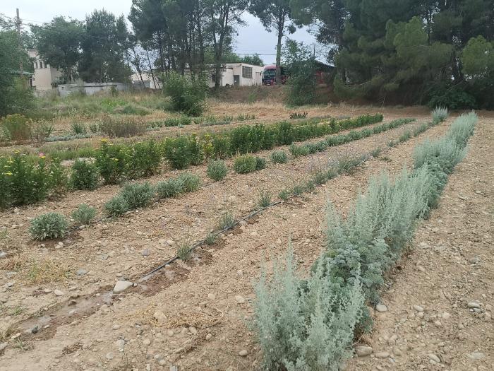 Parcela de ensayo del CITA con plantas aromáticas.