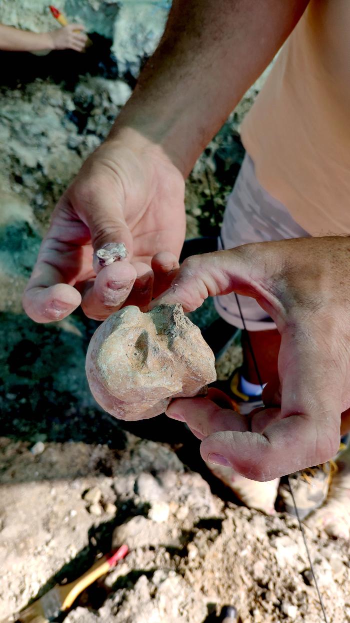 Falanges de gacela y jirafa hallados en la actual campaña de excavación.