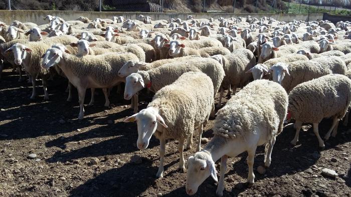 El proyecto evalua estrategias de resiliencia y eficiencia de los rebaños de pequeños rumiantes frente a limitaciones de producción de alimentos producidas por el cambio climático.