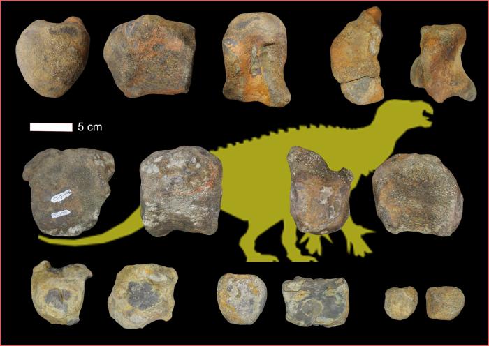 Varios centros vertebrales de dinosaurios ornitópodos de El Castellar (Teruel)