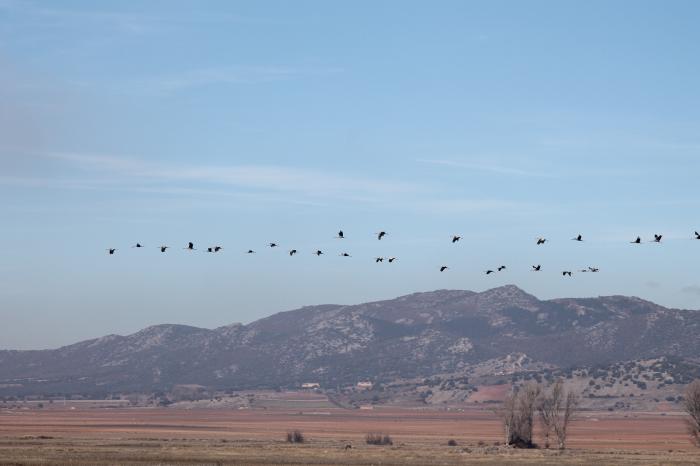 El Centro de Interpretación de la Reserva, ubicado en la carretera entre Bello y Tornos, lleva a cabo visitas guiadas gratuitas para conocer a estas aves migratorias.
