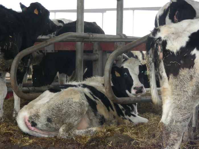 El proyecto investiga sobre el papel que puedan desempeñar los diferentes sistemas de producción ganadera de Aragón en la aparición de la resistencia antimicrobiana en patógenos que afectan a la salud humana.