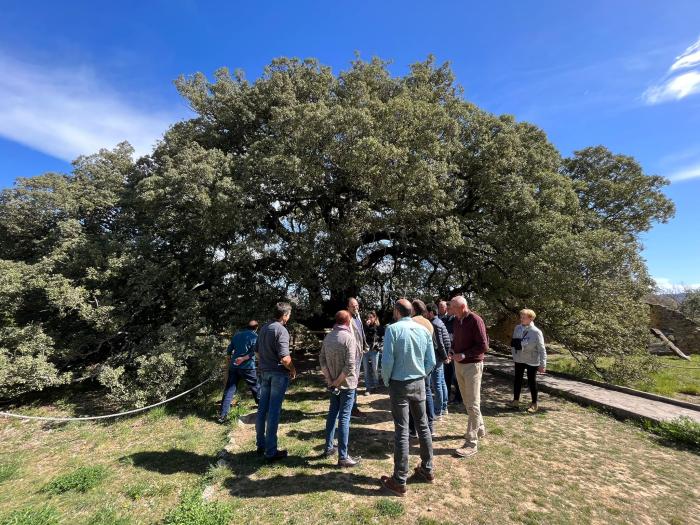 La Carrasca milenaria de Lecina ganó el premio del Árbol Europeo 2021.