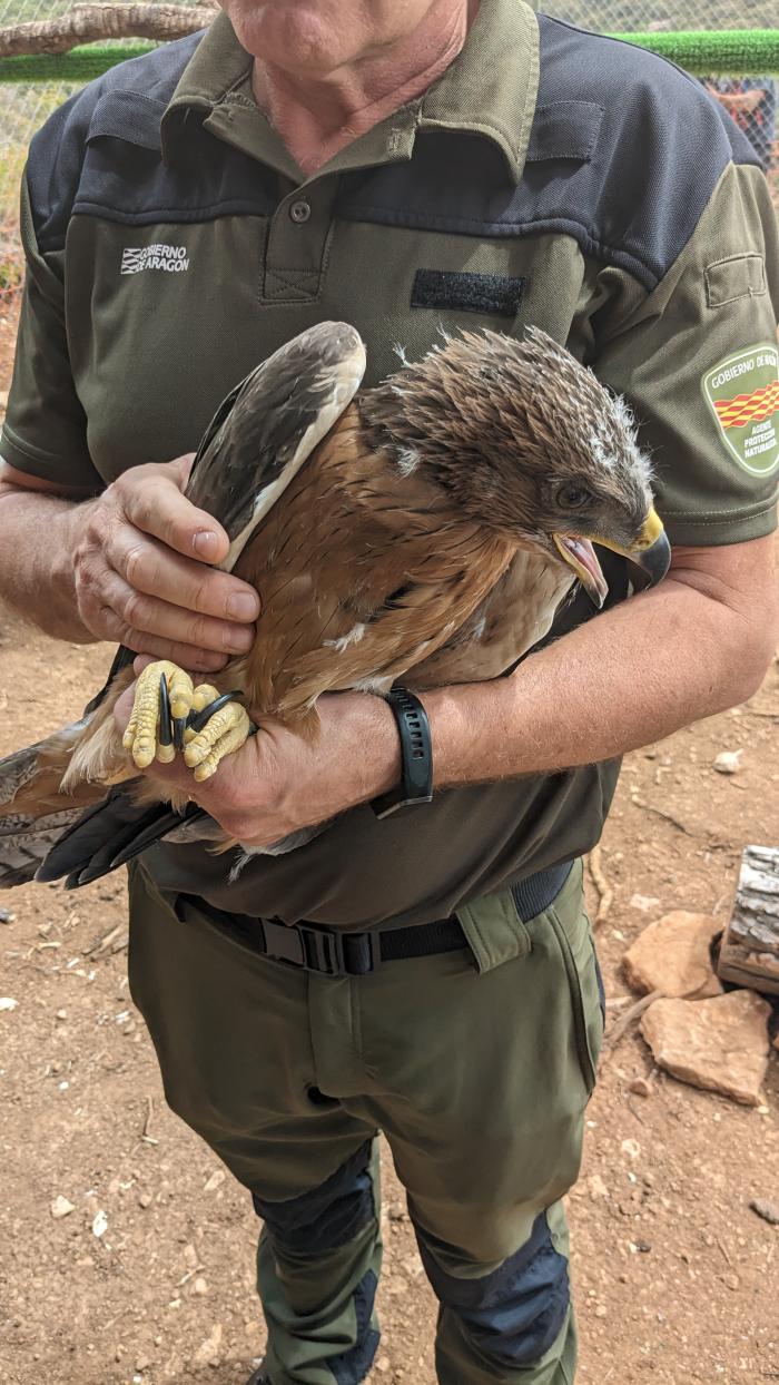 Uno de los ejemplares trasladados a la Sierra de Guara.