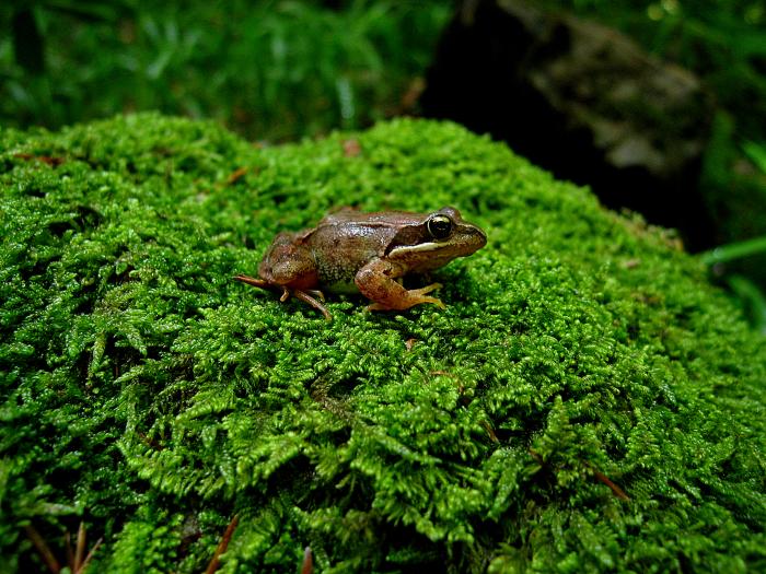 Un ejemplar de rana pirenaica, especie en peligro de extinción, incluida en el Listado Aragonés de Especies Amenazadas.