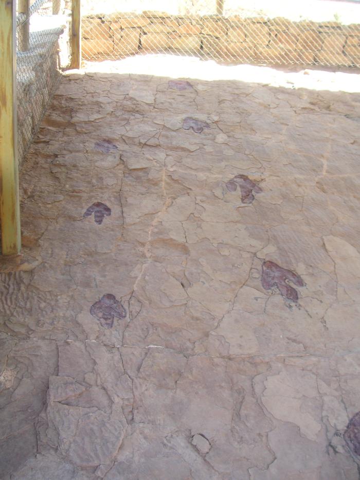 Dos rastros de dinosaurios carnívoros caminando de forma paralela y diferente sentido se entrecruzan con otro rastro de dinosaurio terópodo (subparalelo) y otro de ornitópodo en diferente dirección.