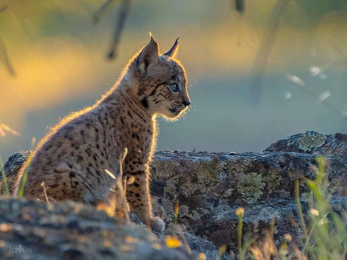 Un ejemplar de lince ibérico.