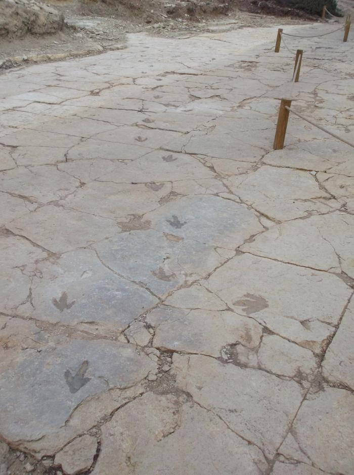 Las nuevas icnitas excavadas durante 2023 en el yacimiento “Mas de Pérez” (Mosqueruela) permiten observar hasta 20 pasos consecutivos del dinosaurio carnívoro que las produjo.