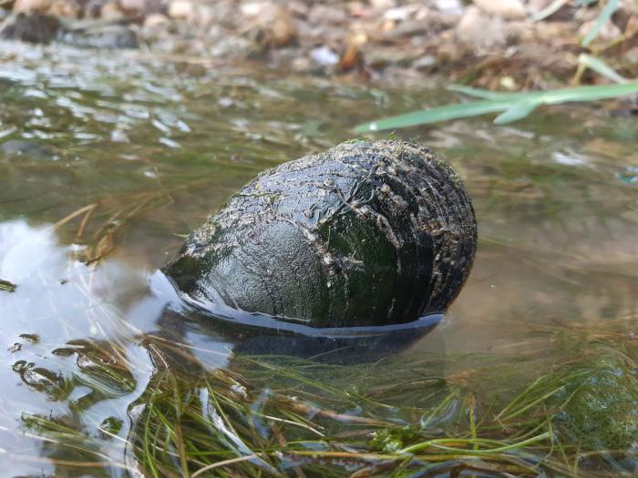 Un ejemplar de Margaritifera auricularia.