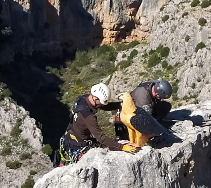 Instalación de los señuelos en el entorno del río Mesa.