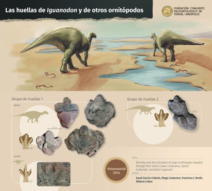 Grupos morfológicos de icnitas de grandes ornitópodos del Cretácico Inferior.
