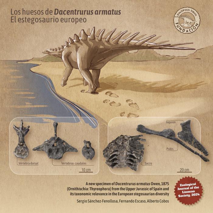 Ilustración del estegosaurio Dacentrurus armatus acompañado de algunos de los fósiles procedentes del excepcional espécimen hallado en el municipio de El Castellar (Teruel, España).