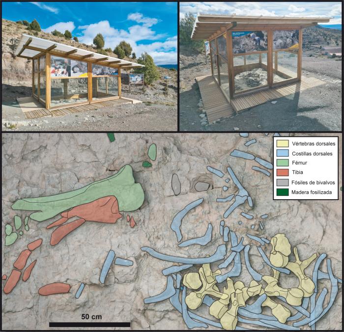 Fósiles del estegosaurio Dacentrurus armatus expuestos en el yacimiento de procedencia (El Castellar, Teruel).