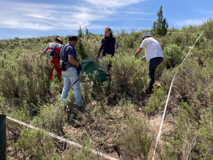 El CITA comienza los ensayos para extraer los aceites esenciales de plantas aromáticas en el marco del proyecto CARUSO