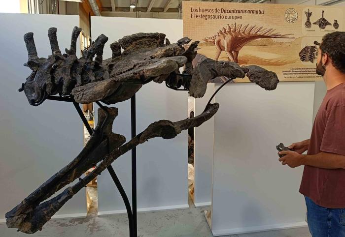 Fósiles del estegosaurio 'Dacentrurus armatus' del yacimiento San Cristóbal (El Castellar, Teruel).