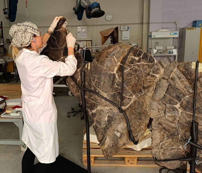 Preparación paleontológica de los fósiles del saurópodo de Camarillas (Teruel).
