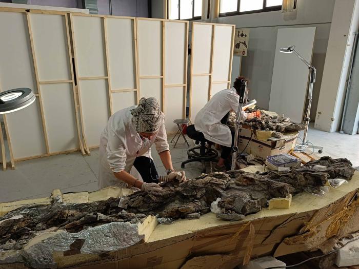 Preparación paleontológica de los fósiles del saurópodo de Camarillas (Teruel).