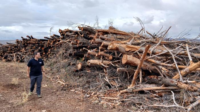 Marco Lorenzo junto a una de las pilas de madera preparadas para su saca del monte.
