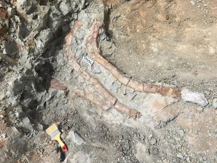 Varios fósiles del individuo estudiado de Iguanodon galvensis durante su excavación en el yacimiento San Cristóbal 4 de Galve.