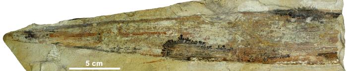 Gran fragmento de hoja acintada de la gimnosperma del género Desmiophyllum, con venación paralela y ápice conservado, encontrada en Mosqueruela (Teruel).