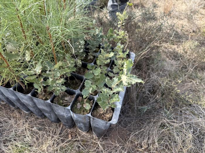 Detalle de las plantas que se introducirán en el terreno.