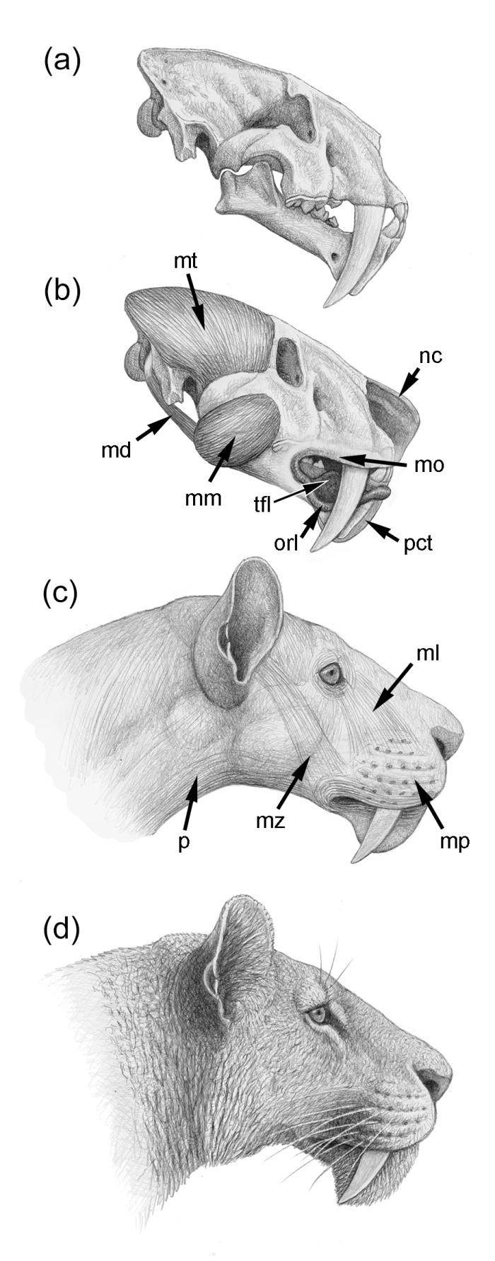 Reconstrucción secuencial de la cabeza de 'Megantereon'.