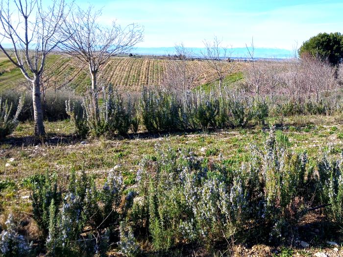 El proyecto LIFE PollinAction en el que participa el CITA publica una guía sobre la creación y la gestión de hábitats para polinizadores