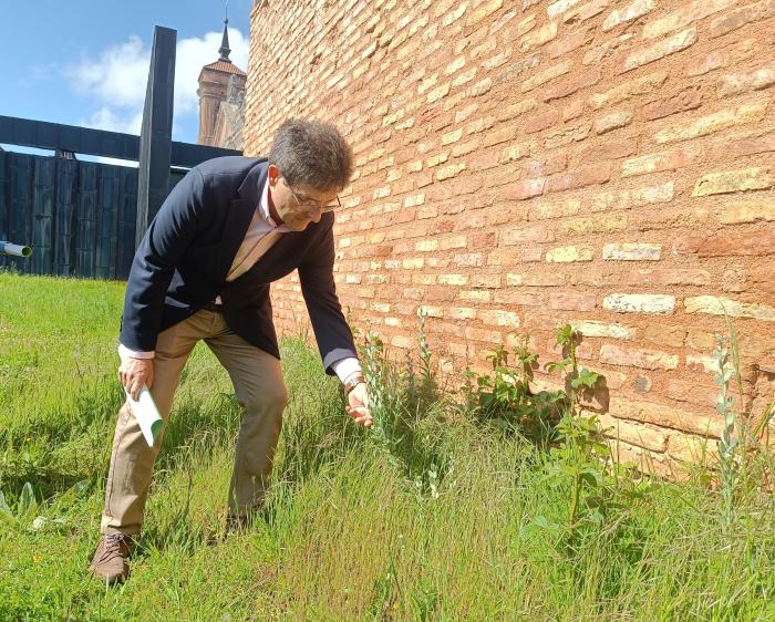 Calvo, junto a uno de los ejemplares plantado ya junto a los muros del monasterio.