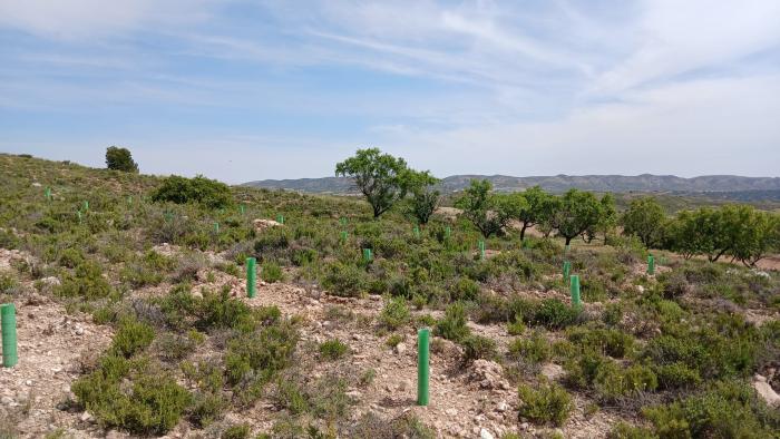 Imagen del artículo El Plan de Reforestación de Aragón avanza a buen ritmo en la provincia de Teruel