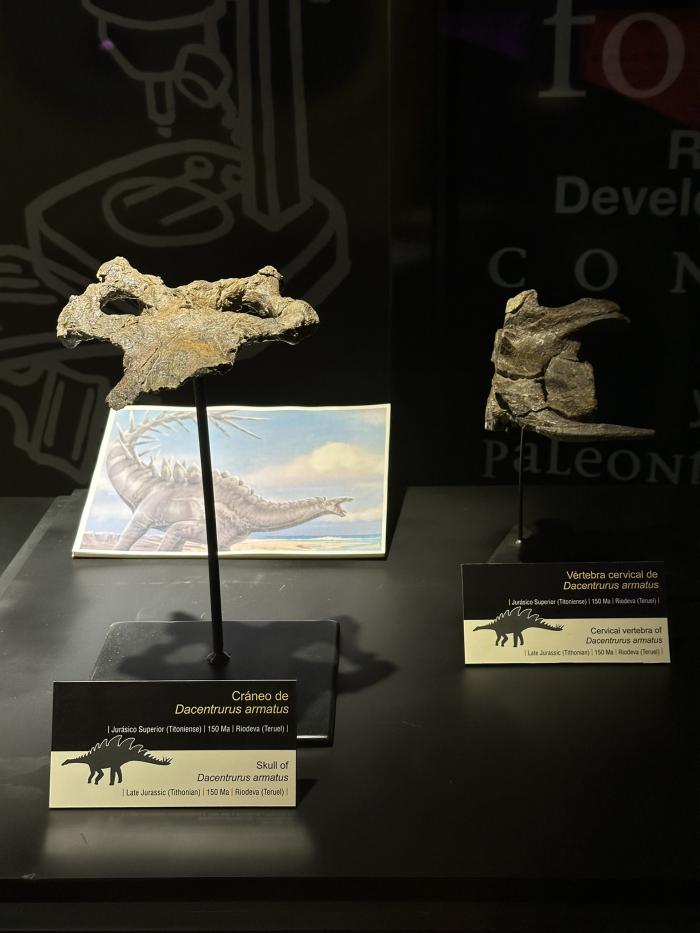 Imagen del artículo El cráneo de estegosaurio más completo de Europa ya puede verse en el Museo Aragonés de Paleontología en Dinópolis