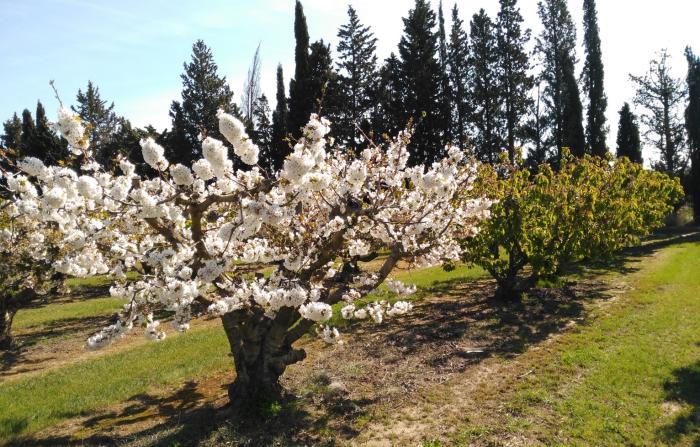 Investigadores del CITA presentan sus últimos proyectos en el XVIII Congreso Nacional de Ciencias Hortícolas en Valencia