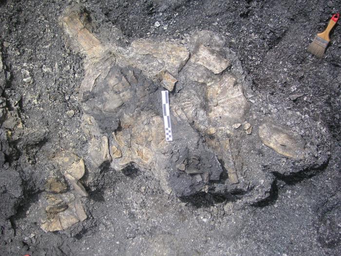 Restos del espécimen de la tortuga Plastremys lata (Helochelydridae) del Albiense (Cretácico Inferior) de Ariño (Teruel), durante el proceso de extracción en campo.