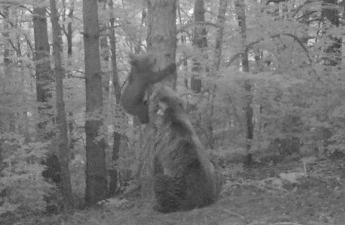 Imagen extraída de un vídeo de las cámaras de fototrampeo en las que se ve a Claverina y a su osezno.