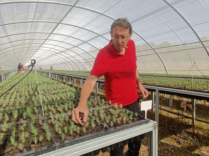 Las plantas de pino con un mes.