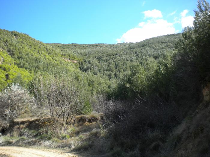 Imagen del artículo Aragón recibe 2,5 millones de euros para reforzar la salud de sus masas forestales