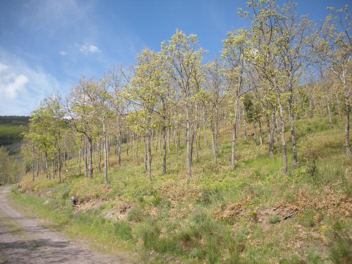 Rebollar resalveado en Añón de Moncayo.