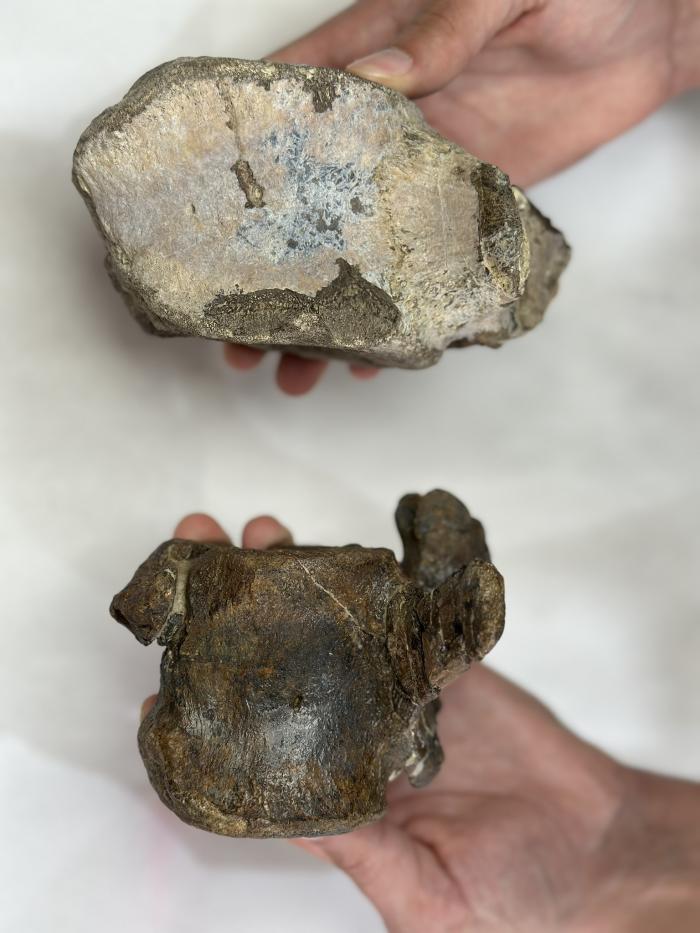 Siluetas y vértebras de la cola de los tres tipos de ornitópodos presentes en los ecosistemas costeros del Jurásico Superior del este de Iberia.