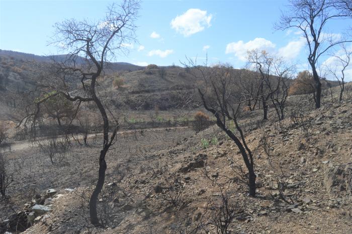 Reconocimiento del barranco de Las Torcas el 13 de septiembre de 2022, tras el incendio forestal en Ateca de ese verano