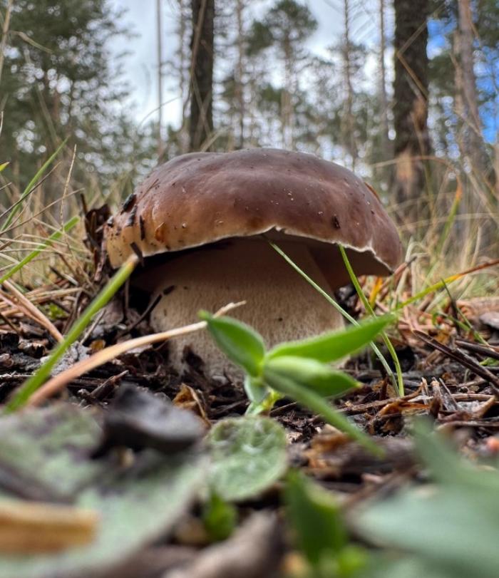 boletus