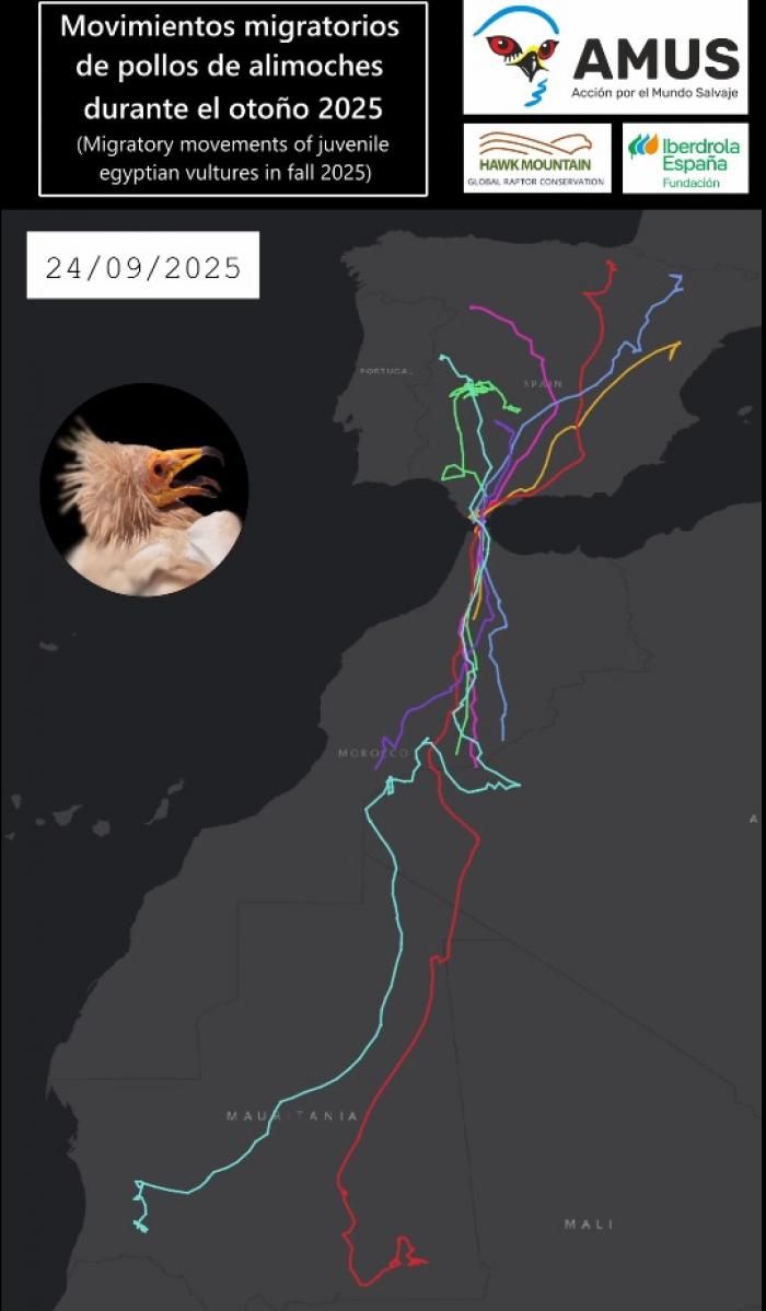 Movimientos migratorios de los pollos de alimoche.