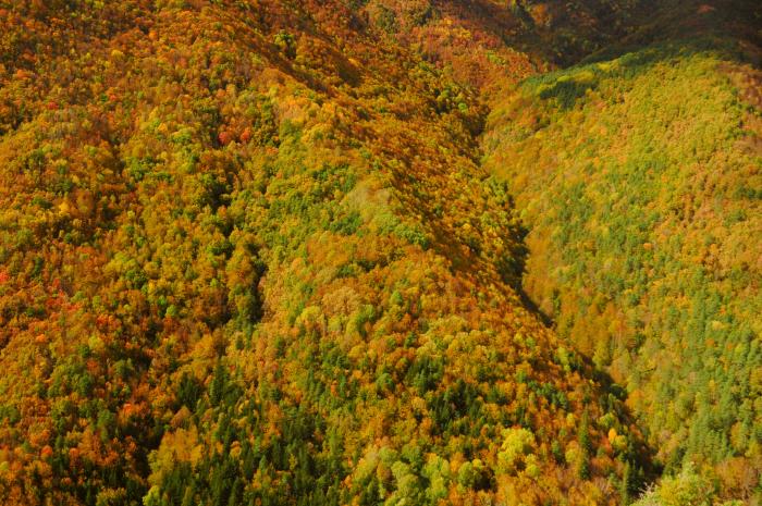 Vista del Bosque de Colores.