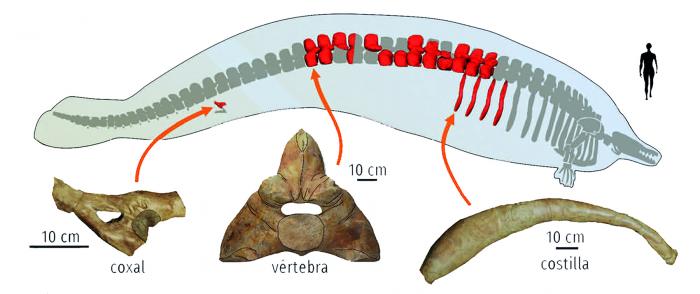 Huesos de Perucetus colossus recuperados, con su posición en el esqueleto de la ballena primitiva, y comparación con figura humana para escala de tamaño.