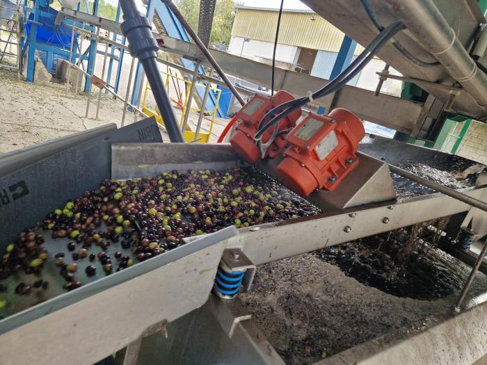 Al menos el 85% del Aceite del Somontano debe proceder de estas variedades locales, lo que garantiza su autenticidad y vinculación con el territorio.