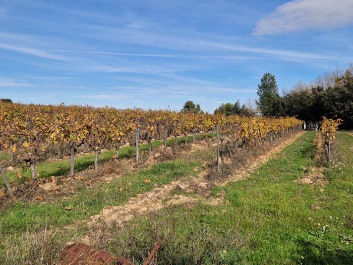 El proyecto DOP engloba a dieciséis bodegas de la zona de Matarraña.