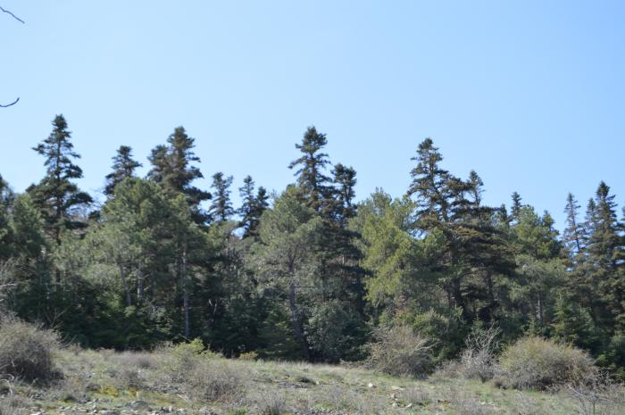 El pinsapo encuentra en Aragón un enclave singular: el rodal de Orcajo (Zaragoza).